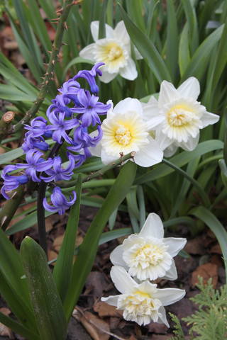 Чайная беседка