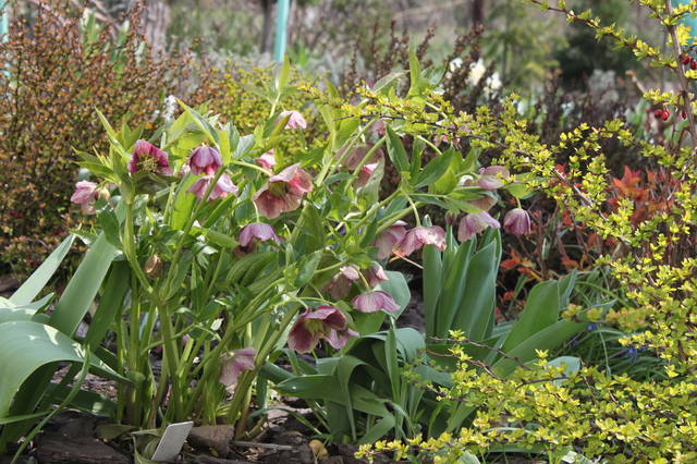 Чайная беседка