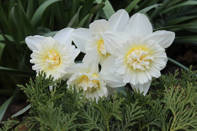 Чайная беседка