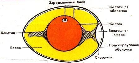 Мало оплодотворенных яиц, как повысить КПД петуха?