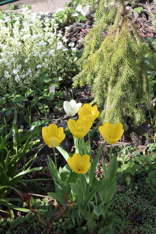 Чайная беседка