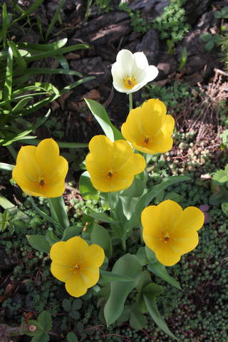 Чайная беседка