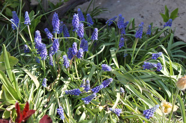 Чайная беседка