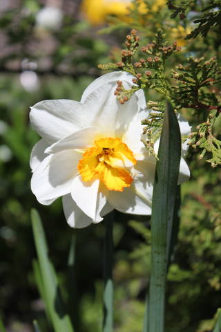 Чайная беседка