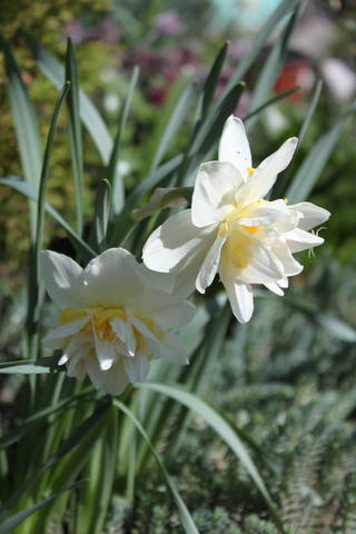 Чайная беседка