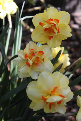 Чайная беседка