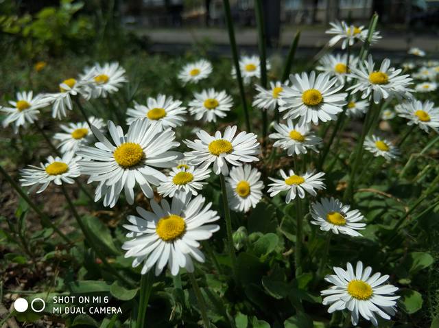 Публикувано изображение
