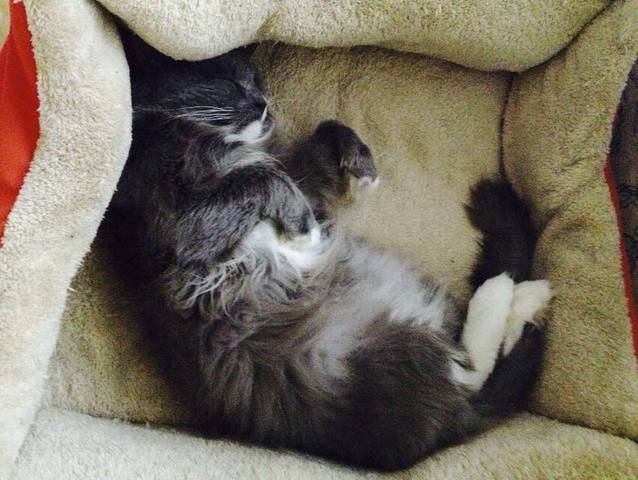 Котик с Гуково Котик с Гуково