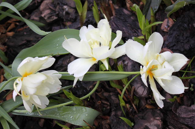 Чайная беседка