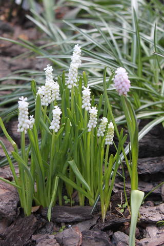 Чайная беседка