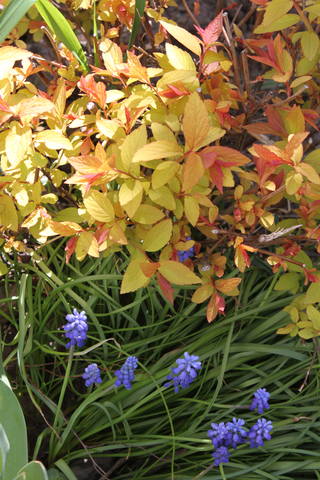 Чайная беседка