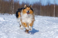 VFL.RU - ваш фотохостинг