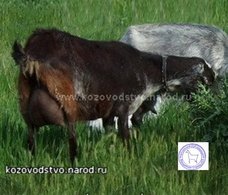 Чайка 2 Любовь