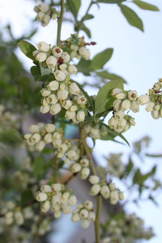 Чайная беседка