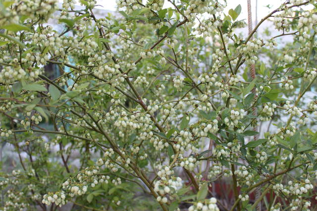 Чайная беседка