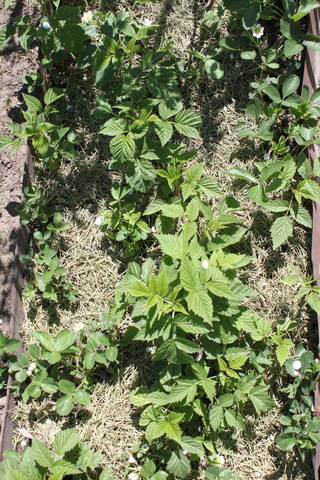 Чайная беседка