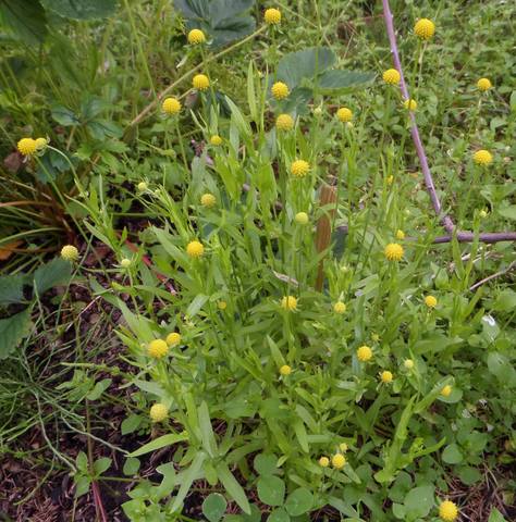 Чайная беседка