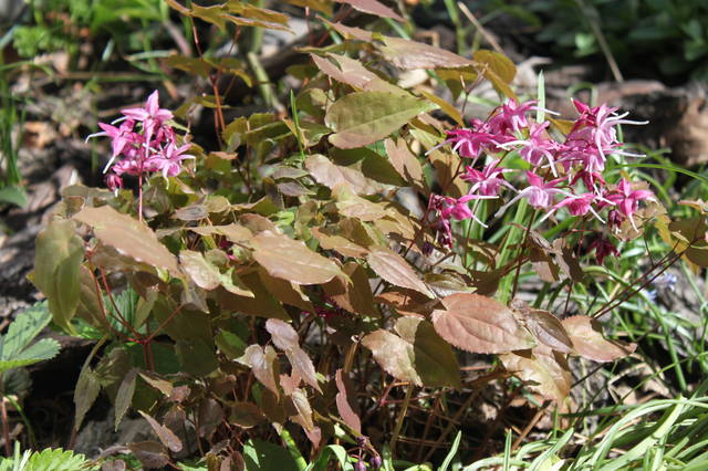 Чайная беседка