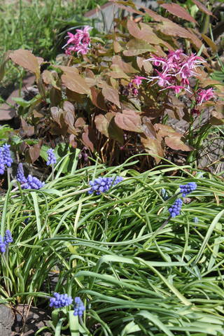 Чайная беседка