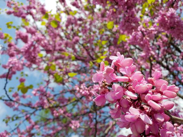 Публикувано изображение