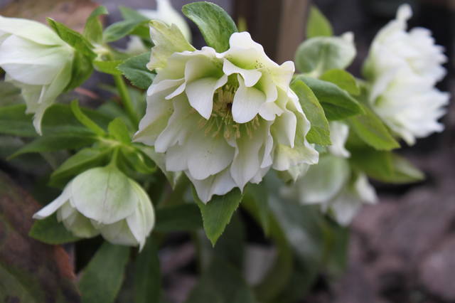 Чайная беседка