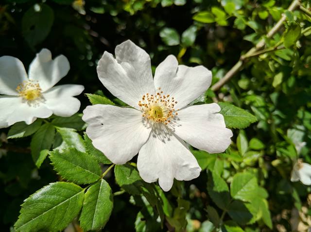 Публикувано изображение