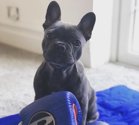 Как мир готовится к просмотру боя Геннадия Головкина