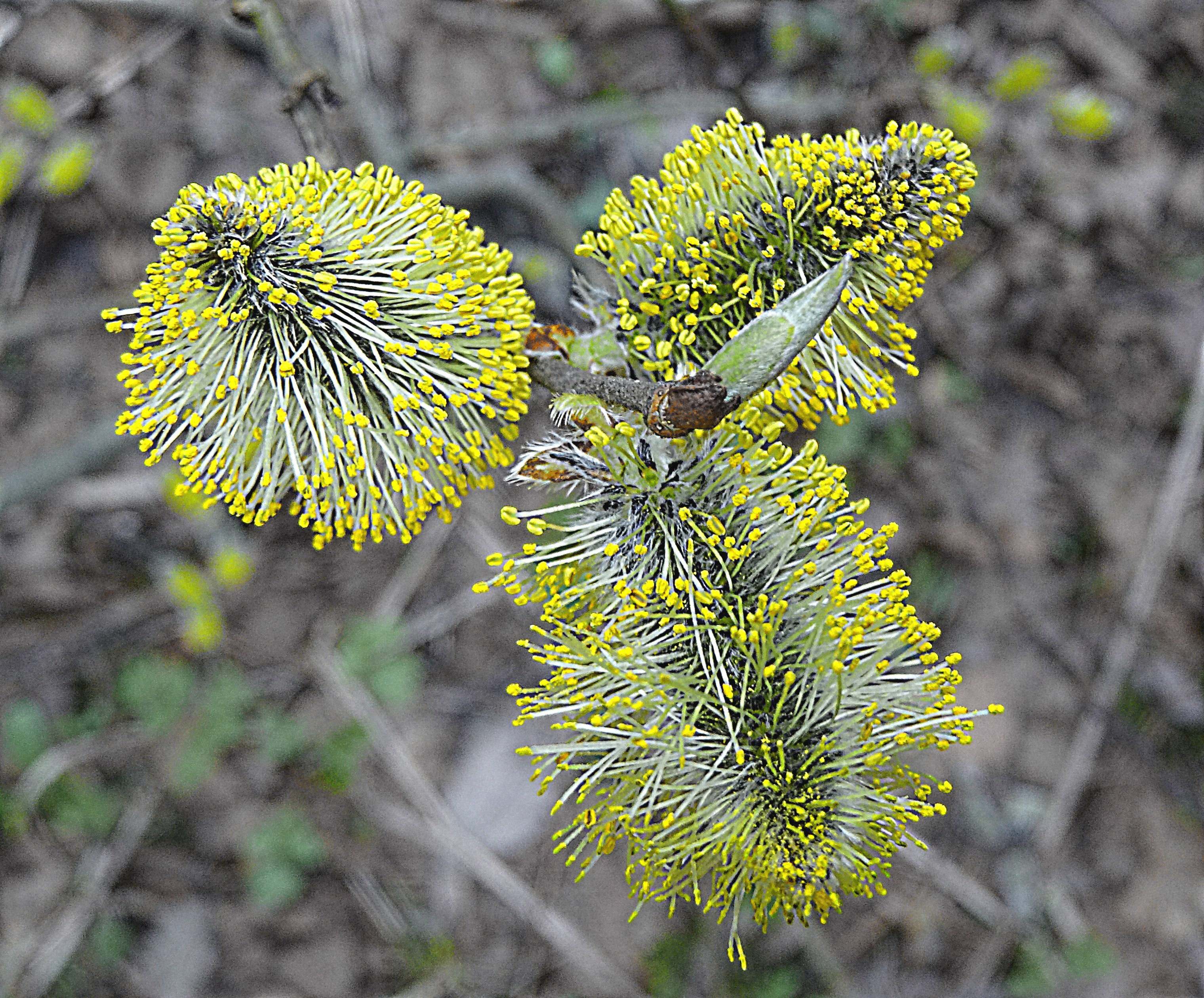 Сережки вербы в Тропарёвском парке. Фото Морошкина В.В.