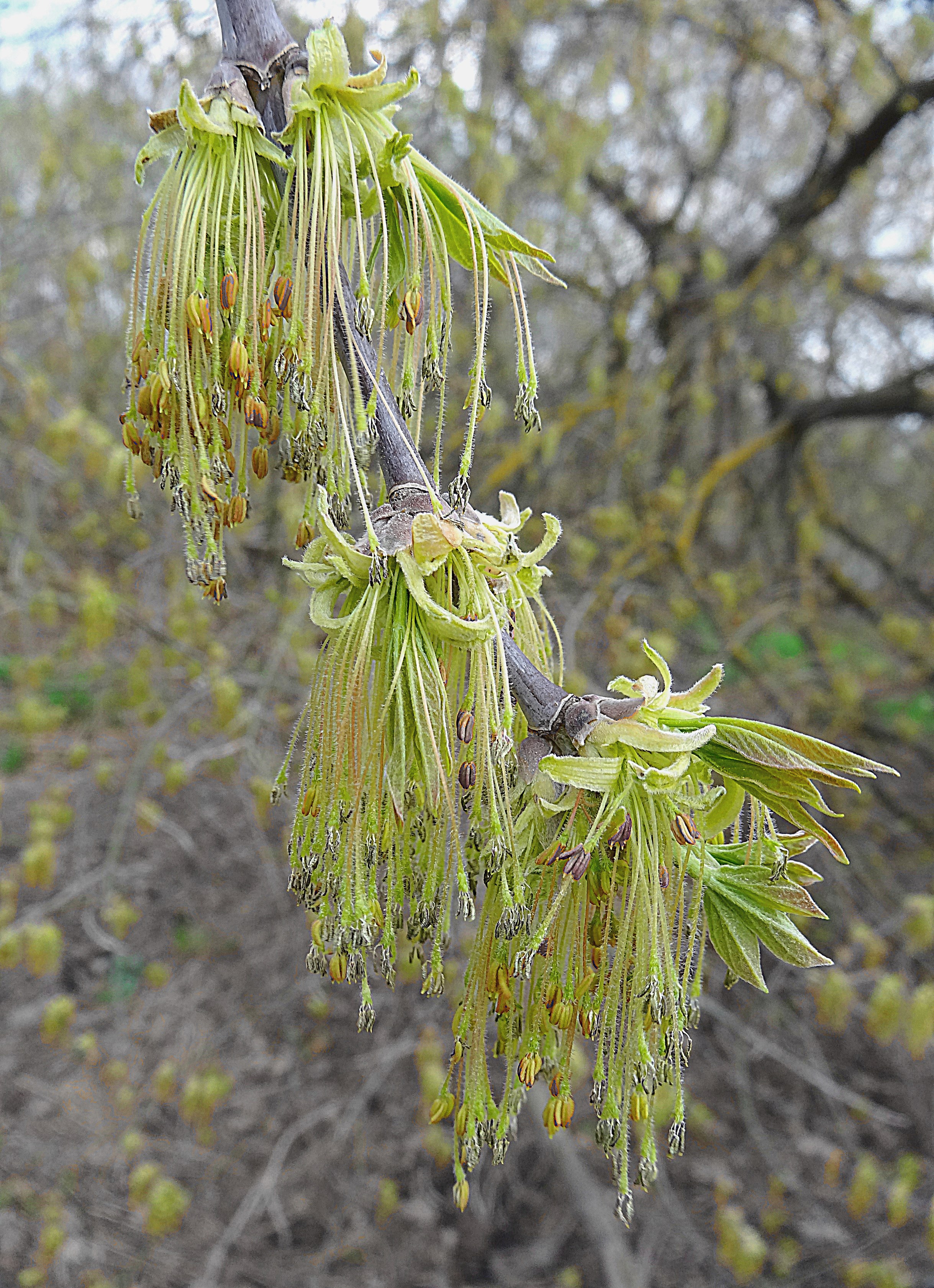 Отцветающие сережки ивы в Раменском парке. Фото Морошкина В.В.