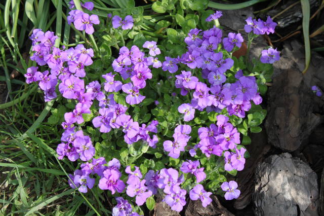 Чайная беседка