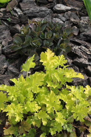 Чайная беседка