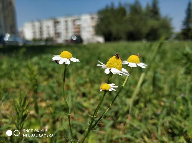 Публикувано изображение