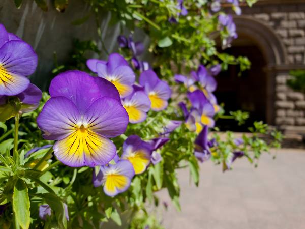 Публикувано изображение