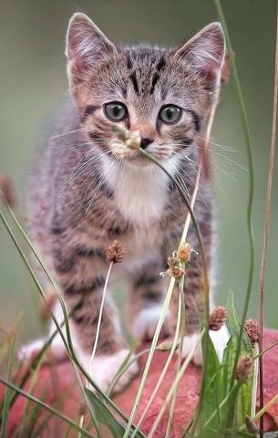 Чайная беседка