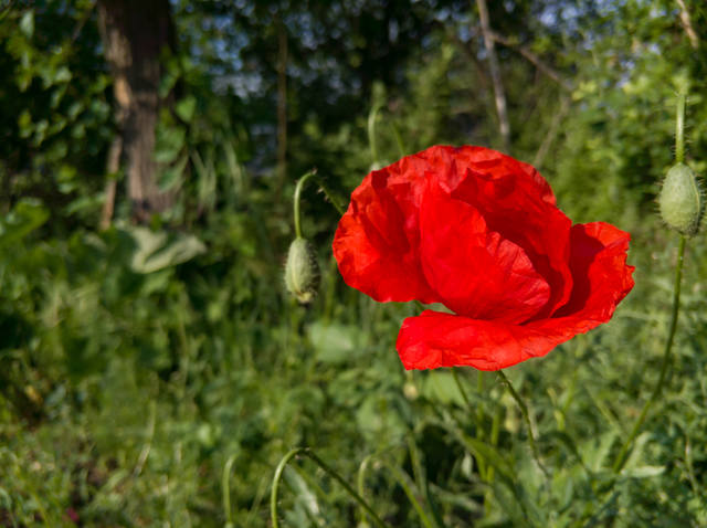 Публикувано изображение