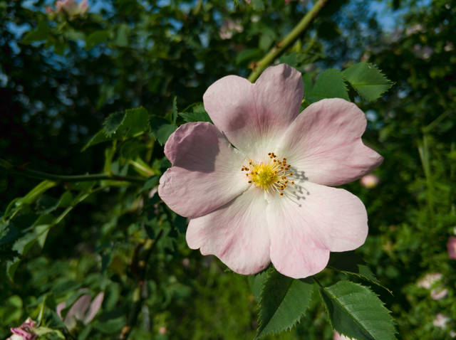 Публикувано изображение