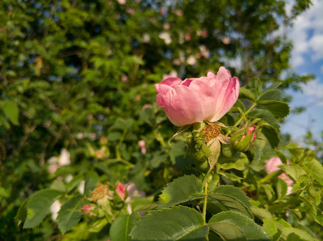 Публикувано изображение