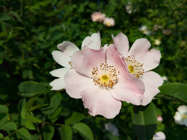 Публикувано изображение