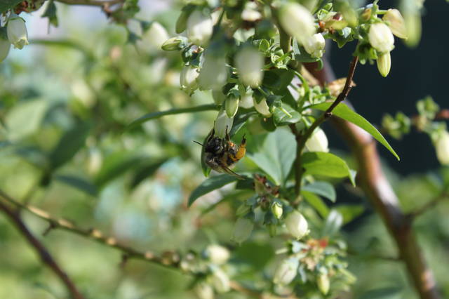 Чайная беседка