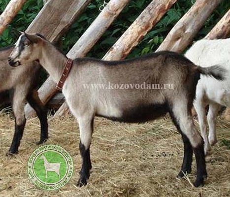 Победа (Парма) 3 SergeyShevtsov