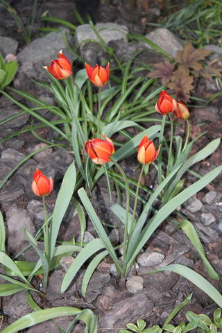 Чайная беседка