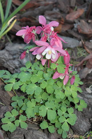 Чайная беседка