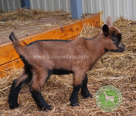 София Ольга С