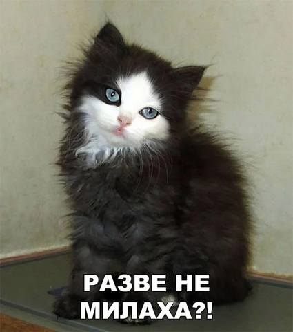 Эти забавные животные