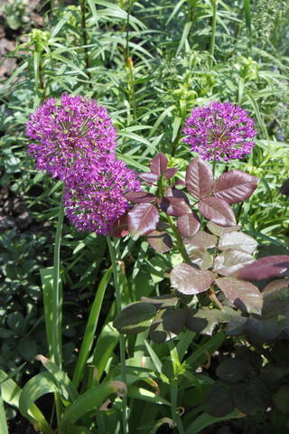 Чайная беседка