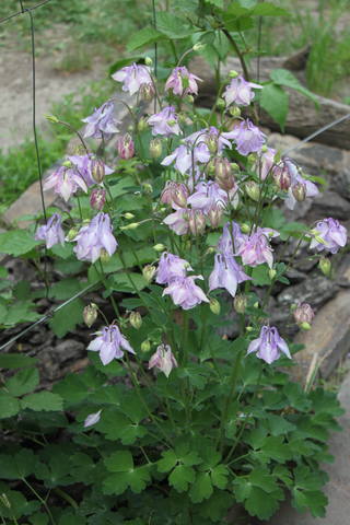 Чайная беседка