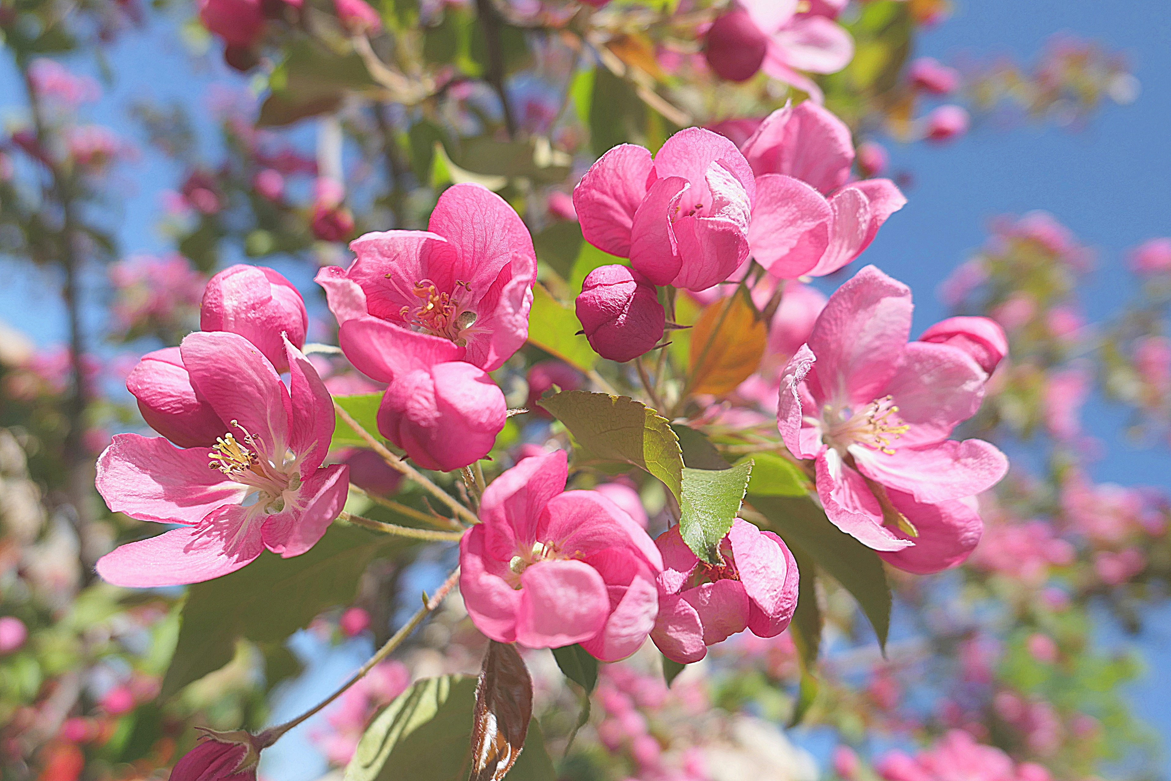 Цветки китайской яблони, растущей возле ул. Удальцова. Фото Морошкина В.В.