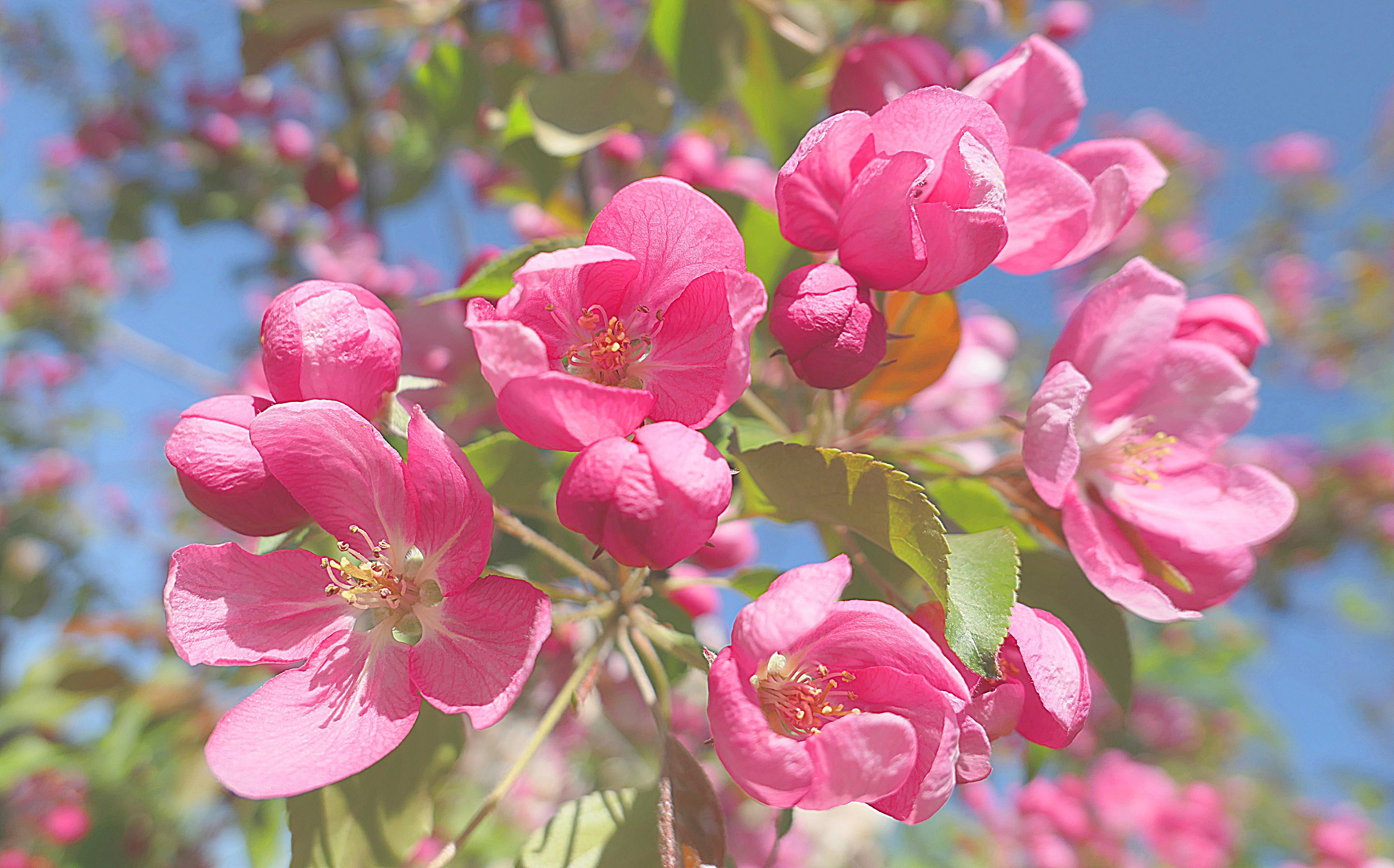Цветки китайской яблони, растущей возле ул. Удальцова. Фото Морошкина В.В.