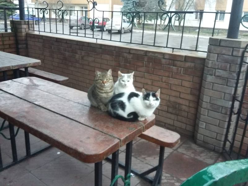 Котята выброшенные у кафетерия