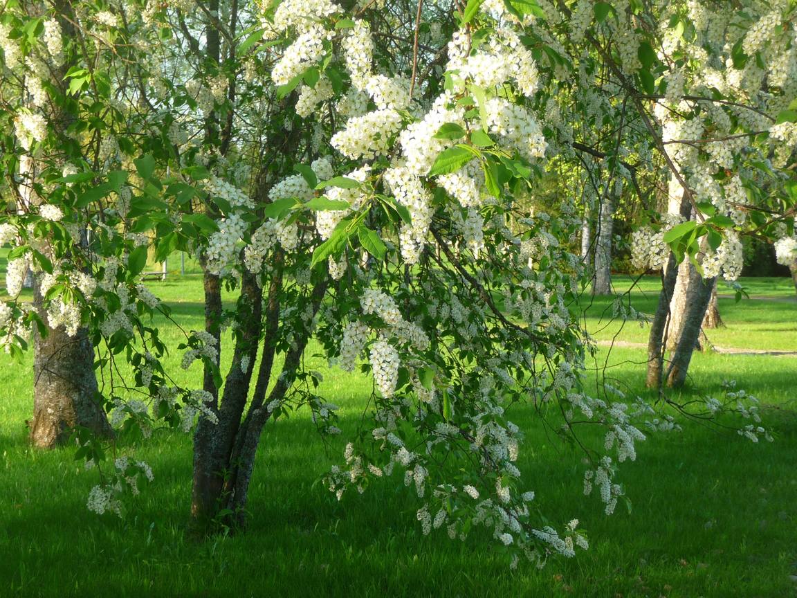 Картинки черемуха и яблоня